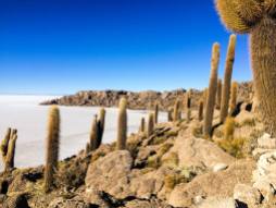 Ilha Incahuasi Salar de Uyuni