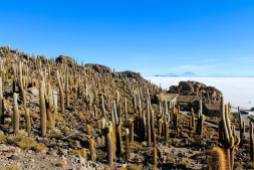 Ilha Incahuasi Salar de Uyuni